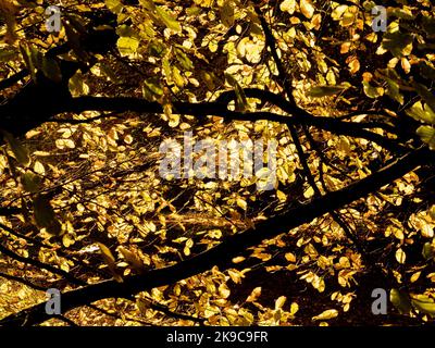 Goldene Blätter mit Hintergrundbeleuchtung auf den silhouettierten Zweigen einer Buche im Herbst, die in einem britischen Garten wächst. Stockfoto