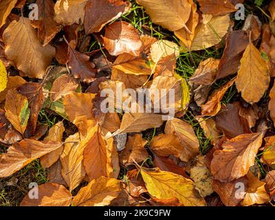 Grundansicht der goldenen Blätter, die an einem sonnigen Herbsttag auf dem Boden liegen. Stockfoto