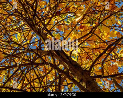 An einem sonnigen Herbsttag in Großbritannien werden die Blätter von Golden Backlit auf einem Tulpenbaum angezeigt. Stockfoto