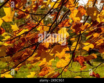 An einem sonnigen Herbsttag in Großbritannien werden die Blätter von Golden Backlit auf einem Tulpenbaum angezeigt. Stockfoto