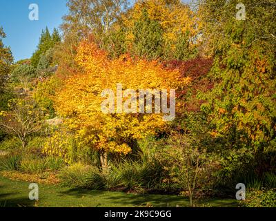 Goldene Blätter von Acer palmatum wachsen in einem britischen Garten an einem sonnigen Herbsttag. Stockfoto