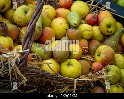 Nahaufnahme eines Weidenkorbes mit Äpfeln, Birnen und Mispel-Früchten. Stockfoto