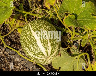 Feigenblatt Kürbis wächst im britischen Garten. Stockfoto