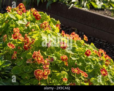 Orange Nasturtiums, die in einer britischen Zuteilung über den Rand des Hochbetts auslaufen. Stockfoto