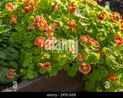 Orange Nasturtiums, die in einer britischen Zuteilung über den Rand des Hochbetts auslaufen. Stockfoto