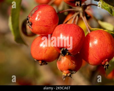 Nahaufnahme der reifen Frucht von Malus Evereste. Allgemein bekannt als Krabbenäpfel. Stockfoto