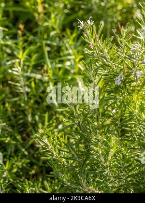 Rosmarin (Rosmarinus officinalis ‘albus’) wächst in einem britischen Garten. Stockfoto