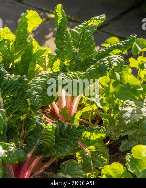 Hinterleuchtete Schweizer Chard-Pfefferminze mit ihren rosa und weißen Stielen und großen, knackigen Blättern, die in einem britischen Garten wachsen. Stockfoto