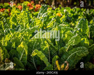 Hintergrundbeleuchteter Schweizer Mangold, der in einem britischen Garten wächst. Stockfoto