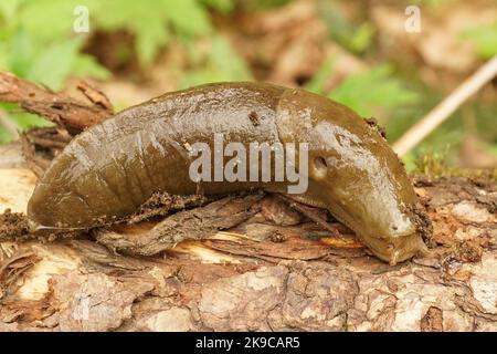 Nahaufnahme einer großen braunen pazifischen Bananenschnecke, Ariolimax columbianus, der auf dem Waldboden sitzt Stockfoto