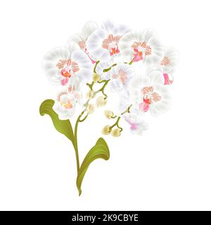 Zweige Orchidee Phalaenopsis weiß Blumen tropische Pflanzen grün Stamm und Knospen und Blätter vintage Vektor botanische Illustration für Design editierbar h Stock Vektor