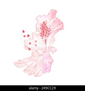 Blüten hellrosa Rhododendron Bergstrauch vintage Vektor Illustration editierbar Handzeichnungen Stock Vektor