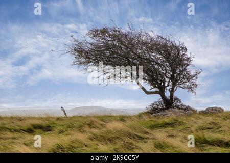 Baum wurde vom Wind geblasen und auf Hampsfell, Lake District, Großbritannien, gelehnt Stockfoto