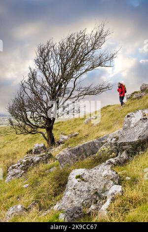 Windgepeitschte Bäume und Spaziergänger auf Hampsfell, Lake District, England, Großbritannien Stockfoto