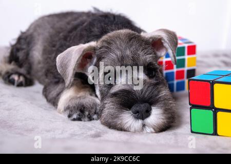 Ein Miniatur-Schnauzer von weiß und grau liegt auf einem hellen Hintergrund zwischen mehrfarbigen Spielzeugen, Kopierraum. Kleine Welpen Ausbildung. Hundetraining. Be Stockfoto