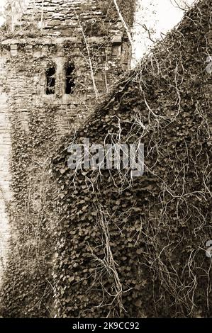 Grüner Efeu an der alten Steinmauer Stockfoto