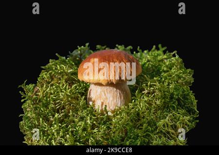 Pilzboletus im Moos. Ein kleiner brauner Pilz im Moos ist auf schwarzem Hintergrund isoliert. Nass von Morgentau oder Regen. Erstaunlicher Naturschaber Stockfoto