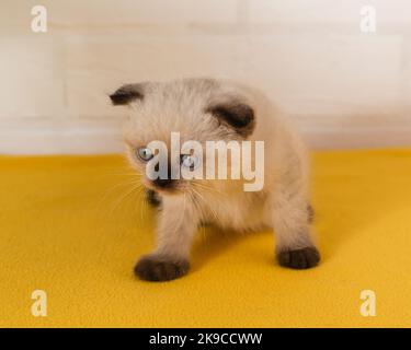 Ein überrascht kleines lustiges Kätzchen von farbiger Punktfarbe mit blauen Augen auf gelbem Hintergrund. Selektiver Fokus Stockfoto