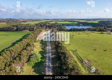 Drohnenaufnahme einer Herde Kühe, die auf einem großen grünen landwirtschaftlichen Feld auf King Island in Tasmanien grasen Stockfoto