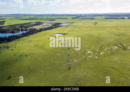 Drohnenaufnahme einer Herde Kühe, die auf einem großen grünen landwirtschaftlichen Feld auf King Island in Tasmanien grasen Stockfoto