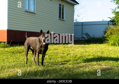 Selektiver fokus. Thai ridgeback auf dem Hintergrund eines Landhauses auf dem Rasen. Stockfoto