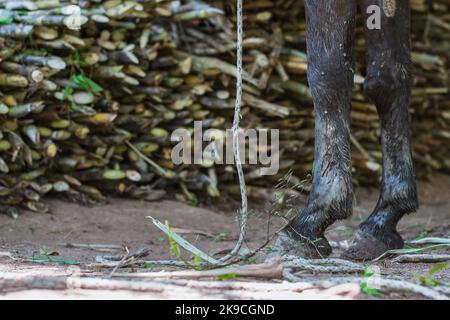 Vorderbeine eines Maultiers, stehend, während eine Ladung Zuckerrohr entladen wird. Nahaufnahme der Beine eines Maultiers neben einer Zuckermühle und mit einem Gra gebunden Stockfoto