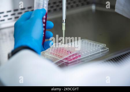 Zellkultur-, Medizin-, Medizin- und Biologielabor Stockfoto