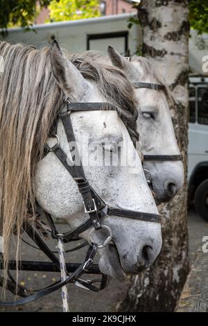 Pferde in Tallipiha, Tampere, Finnland Stockfoto