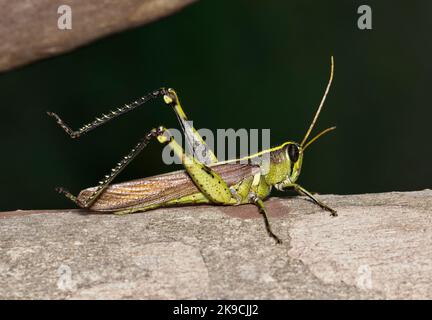 Obscure Bird Grasshopper (Schistocerca obscura) auf einem Crepe Myrtle Tree bei Nacht in Houston, TX. Einheimische Arten in den USA. Stockfoto