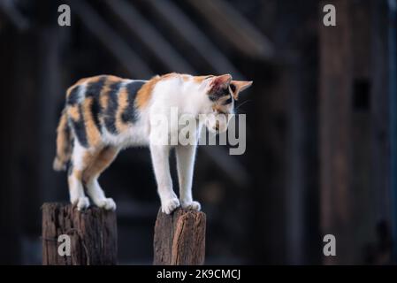 Ländliche asiatische Familienkatze, die auf den Holzstämmen steht und den Boden hinunter blickt, isoliert mit Kopierplatz. Stockfoto