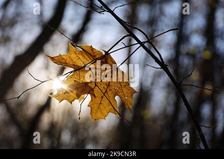 Oranges Ahornblatt auf einem Ast auf leuchtendem Sonnengrund. Herbstsaison, verblassende Natur Stockfoto