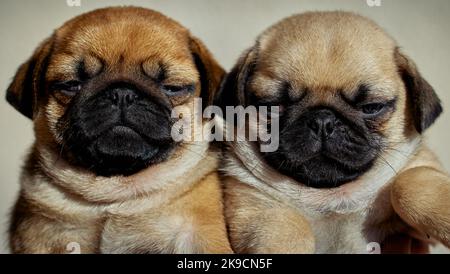 Nahaufnahme Porträt von zwei niedlichen Mops Welpen Stockfoto