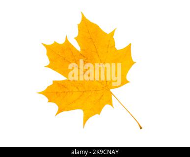 Hellgelbes kanadisches Ahornblatt isoliert auf weißem, beschneidtem Pfad, Draufsicht Stockfoto