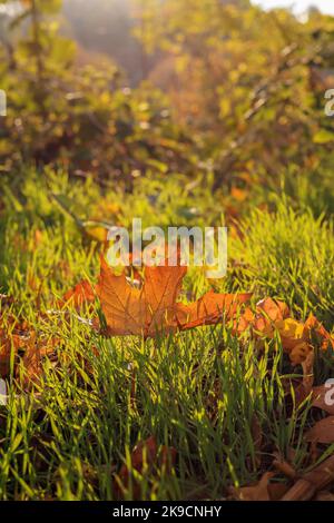 Ein orangefarbenes Blatt im Gras, das von den Sonnenstrahlen in Polen beleuchtet wird Stockfoto
