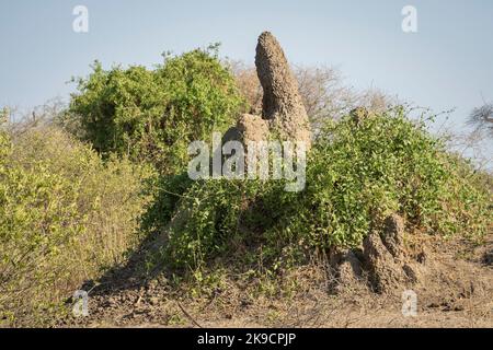 Ein Termitenhügel in der tansanischen Savanne, mit etwas Vegetation darüber, an einem sonnigen Tag. Stockfoto