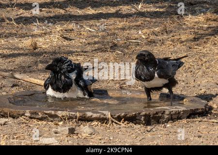 Zwei Krähen, die ein Bad in einem Vogelbecken in Tansania nehmen. Stockfoto