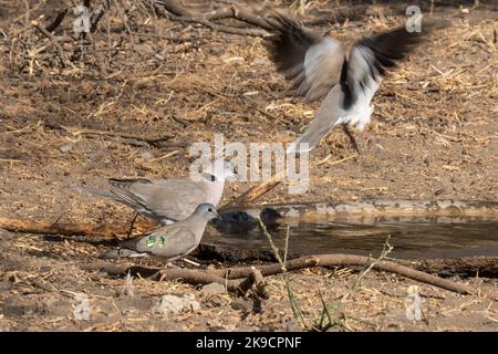 Eine Taube mit roten Augen und eine Taube mit Smaragd-Fleck-Holz neben einem Vogelbecken in Tansania. Stockfoto