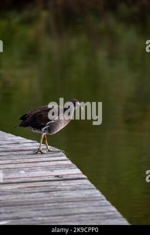 Ein kleiner Vogel, der auf einem Pier sitzt Stockfoto
