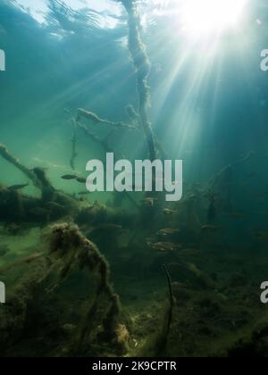 Mystischer Blick auf Unterwasserbäume und Barsch beim Schwimmen am See Stockfoto