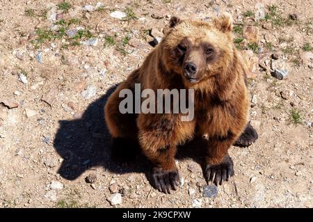 Braunbär Ursus Arctos sitzend und auf die Kamera schauend, die in einem Tierpark auf Nahrung wartet, Luftaufnahme. Stockfoto