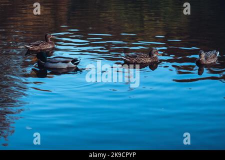 Eine Herde Enten schwimmend in einem Gewässer Stockfoto