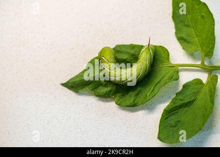 Der Tabakhornwurm, Manduca sexta (L.), ist ein häufiger Schädling von Pflanzen in der Familie der Solanaceae, zu denen Tabak, Tomaten, Pfeffer, Auberginen gehören. USA Stockfoto