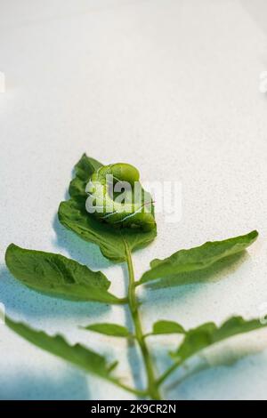 Der Tabakhornwurm, Manduca sexta (L.), ist ein häufiger Schädling von Pflanzen in der Familie der Solanaceae, zu denen Tabak, Tomaten, Pfeffer, Auberginen gehören. USA Stockfoto