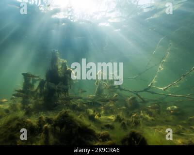 Mystischer Blick auf Unterwasserbäume und Barsch beim Schwimmen am See Stockfoto