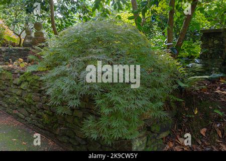 Melierte, bunte, lindgrüne lacey-Blätter des acer palmatum filigran Stockfoto