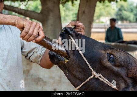 Tierarzt, der einem Büffel Kräutermedizin in den Mund gießt Stockfoto