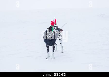 Neujahr und Weihnachtskonzept mit Hund trägt Rentier Geweih Stirnband vor Schnee Hintergrund.Adorable dalmatinischen Hund in Rentier Stirnband Stockfoto