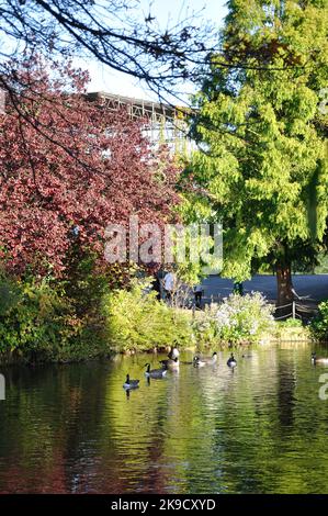 Herbstpracht, Broomfield Park, Palmer's Green, North London, England, UK Stockfoto