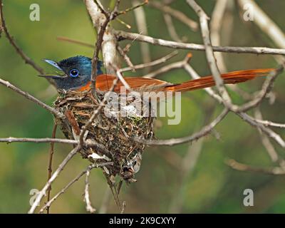 Weiblicher Afrikanischer Paradiesflieger (Terpsiphone viridis) mit langem Schwanz auf winzigen Nest im Masai Mara Conservancy, Kenia, Afrika Stockfoto