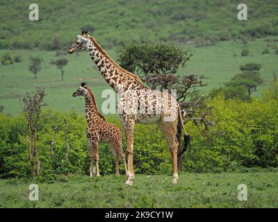 Mutter und Jugendliche Masai-Giraffe (Giraffa camelopardalis tippelskirchi oder Giraffa tippelskirchi) auf der Suche nach dem Masai Mara Conservancy, Kenia, Afrika Stockfoto